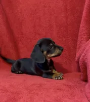AKC female 1, a female Miniature Dachshund for sale in Grovetown, GA – 5 of 6