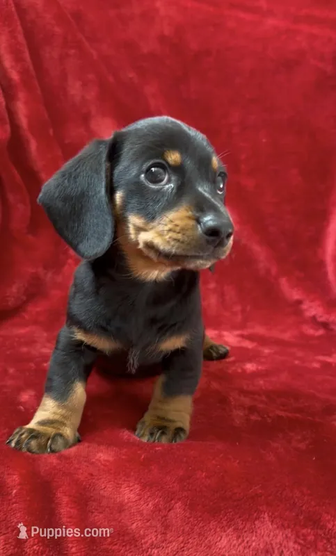 Male 2 – Miniature Dachshund puppy for sale in Grovetown, GA