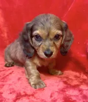 Male 1, a female Miniature Dachshund for sale in Grovetown, GA – 5 of 8