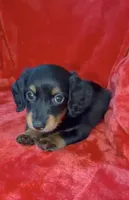 Male 2, a male Miniature Dachshund for sale in Grovetown, GA – 1 of 7