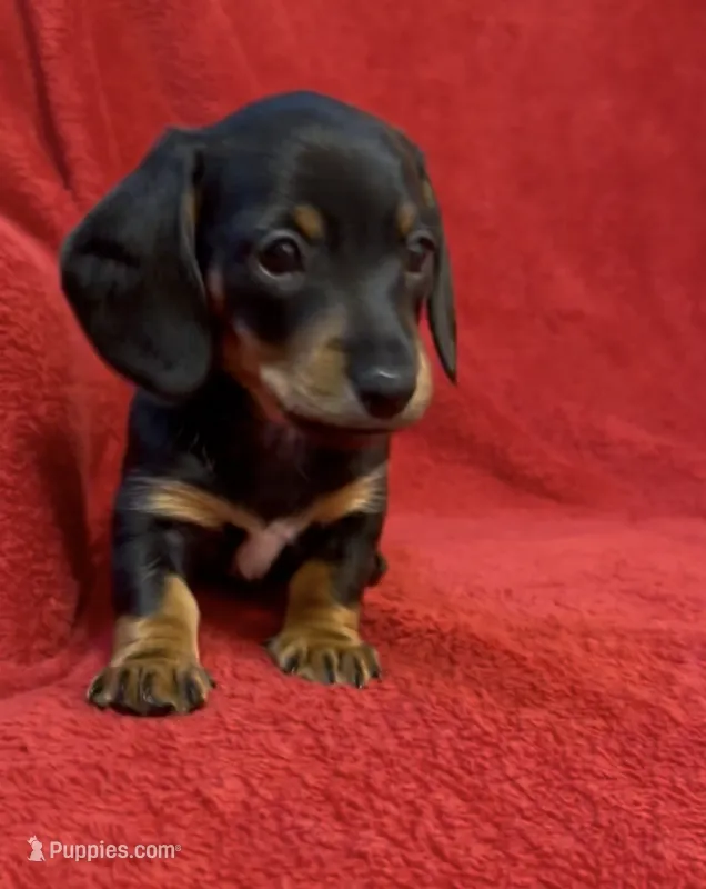 AKC  female 2 – Miniature Dachshund puppy for sale in Grovetown, GA