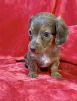 Male 1, a male Miniature Dachshund for sale in Grovetown, GA – 9 of 9