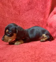 Male 4, a male Miniature Dachshund for sale in Grovetown, GA – 7 of 8