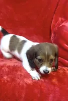 Female 1 pend, a female Miniature Dachshund for sale in Grovetown, GA – 3 of 10