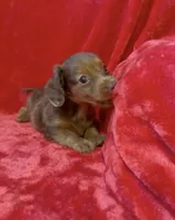 Male 3, a male Miniature Dachshund for sale in Grovetown, GA – 2 of 9