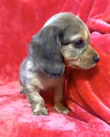Male 1, a female Miniature Dachshund for sale in Grovetown, GA – 2 of 8