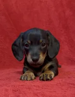 AKC  female 2, a female Miniature Dachshund for sale in Grovetown, GA – 4 of 6