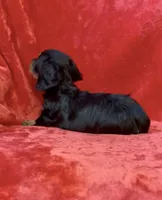 Female 1, a female Miniature Dachshund for sale in Grovetown, GA – 7 of 8
