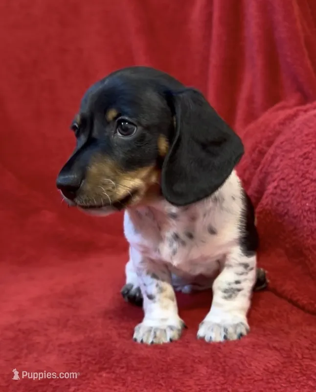 AKC Male 1 – Miniature Dachshund puppy for sale in Grovetown, GA