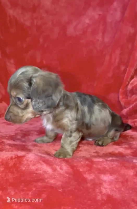 Male 1 – Miniature Dachshund puppy for sale in Grovetown, GA