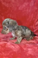 Male 1, a male Miniature Dachshund for sale in Grovetown, GA – 1 of 9