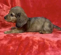 Male 1, a female Miniature Dachshund for sale in Grovetown, GA – 7 of 8