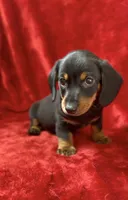 Male 2 pending, a male Miniature Dachshund for sale in Grovetown, GA – 6 of 7