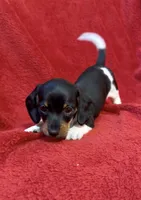 AKC female 3, a female Miniature Dachshund for sale in Grovetown, GA – 3 of 7