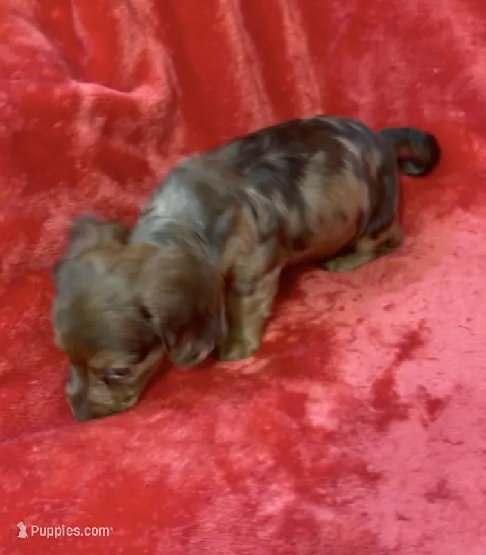 Male 1 – Miniature Dachshund puppy for sale in Grovetown, GA