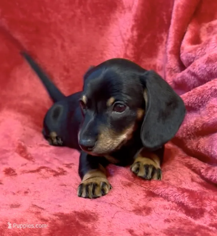 AKC female 1 – Miniature Dachshund puppy for sale in Grovetown, GA