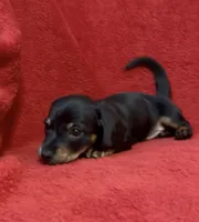 AKC female 1, a female Miniature Dachshund for sale in Grovetown, GA – 6 of 6