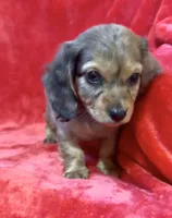 Male 1, a female Miniature Dachshund for sale in Grovetown, GA – 3 of 8