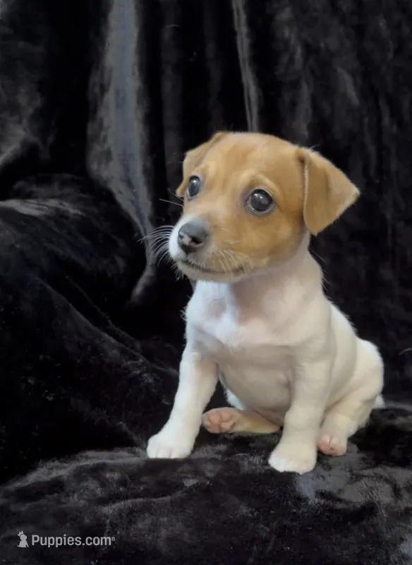 Female 1, a male Jack Russell Terrier for sale in Grovetown, GA – 1 of 9