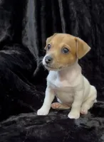 Female 1, a male Jack Russell Terrier for sale in Grovetown, GA – 1 of 9