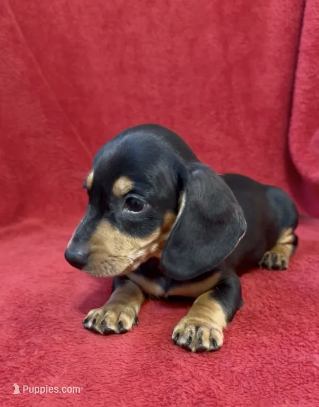 Male 4 – Miniature Dachshund puppy for sale in Grovetown, GA