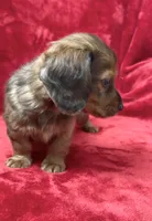 Male 1, a male Miniature Dachshund for sale in Grovetown, GA – 9 of 9