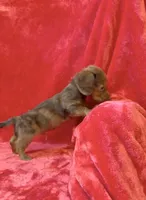 Male 3, a male Miniature Dachshund for sale in Grovetown, GA – 4 of 9