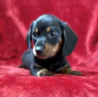 Male 2 pending, a male Miniature Dachshund for sale in Grovetown, GA – 5 of 7