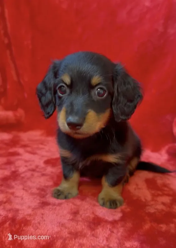 Male 2, a male Miniature Dachshund for sale in Grovetown, GA – 1 of 7