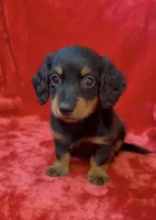 Male 2, a male Miniature Dachshund for sale in Grovetown, GA – 1 of 7