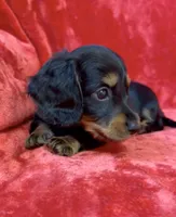 Female 1, a female Miniature Dachshund for sale in Grovetown, GA – 2 of 8