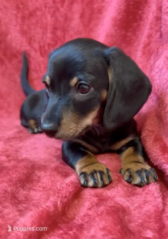 AKC female 1 – Miniature Dachshund puppy for sale in Grovetown, GA