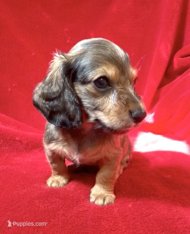 AKC male 2 – Miniature Dachshund puppy for sale in Grovetown, GA