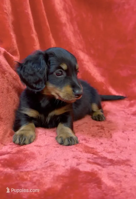 Male 2 – Miniature Dachshund puppy for sale in Grovetown, GA