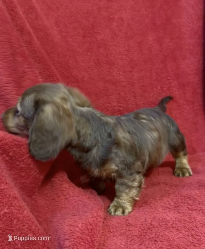 Male 6 – Miniature Dachshund puppy for sale in Grovetown, GA