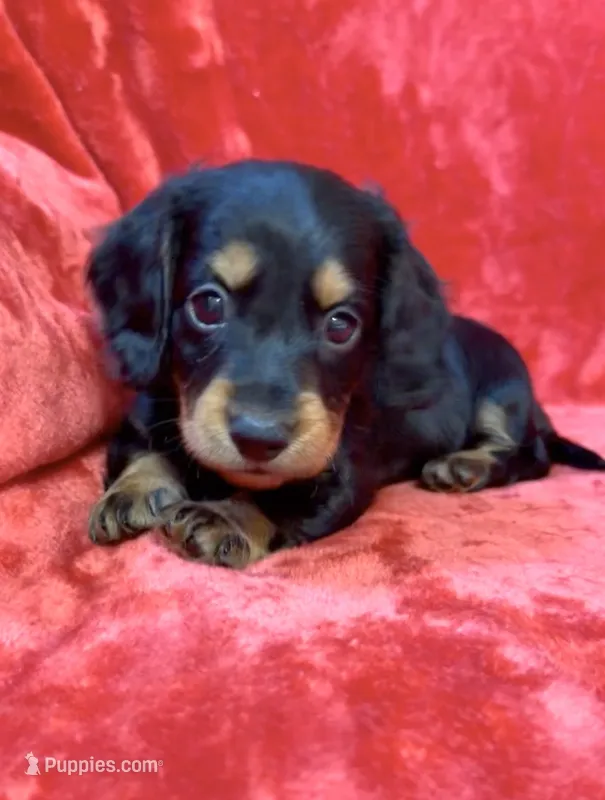 Female 1 – Miniature Dachshund puppy for sale in Grovetown, GA