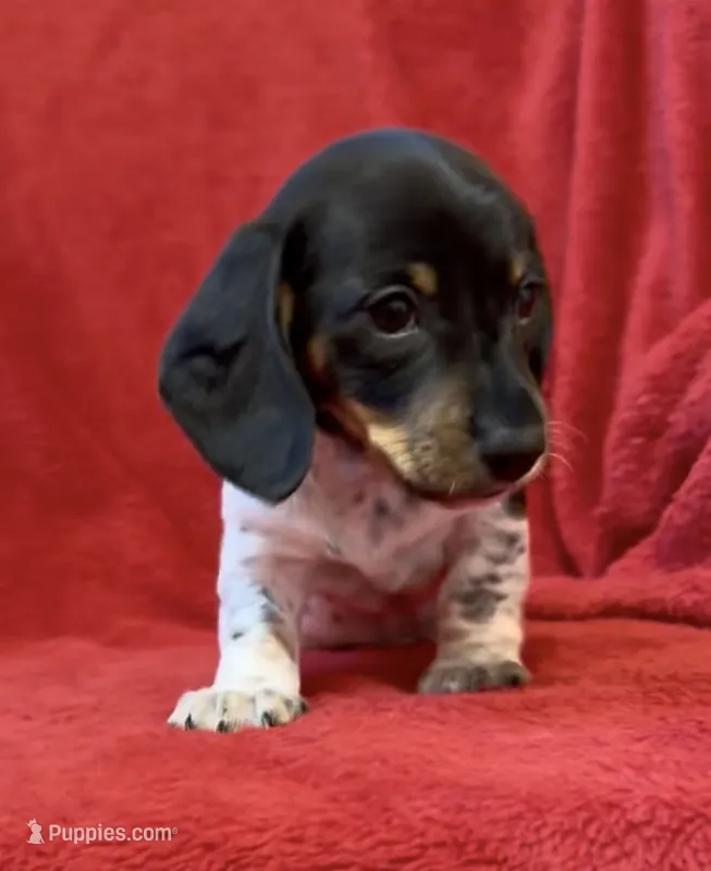 AKC Male 1 – Miniature Dachshund puppy for sale in Grovetown, GA