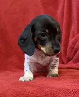 AKC Male 1, a female Miniature Dachshund for sale in Grovetown, GA – 1 of 8