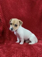 Male 1, a male Jack Russell Terrier for sale in Grovetown, GA – 3 of 7