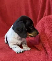 AKC Male 1, a female Miniature Dachshund for sale in Grovetown, GA – 4 of 8