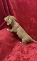 Female 1, a female Miniature Dachshund for sale in Grovetown, GA – 5 of 10
