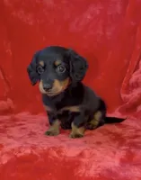 Male 2, a male Miniature Dachshund for sale in Grovetown, GA – 6 of 7