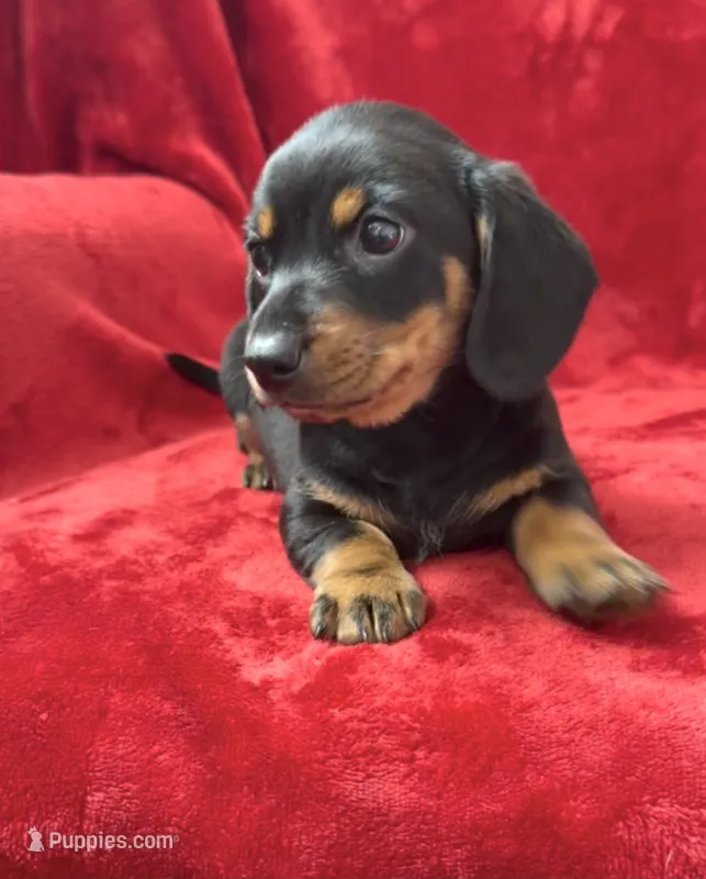 Male 2 – Miniature Dachshund puppy for sale in Grovetown, GA
