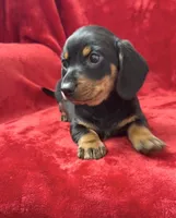 Male 2, a male Miniature Dachshund for sale in Grovetown, GA – 5 of 8