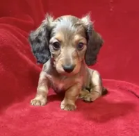AKC female 2, a female Miniature Dachshund for sale in Grovetown, GA – 1 of 8