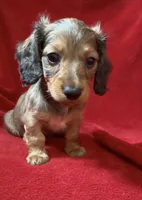 AKC female 2, a female Miniature Dachshund for sale in Grovetown, GA – 8 of 8