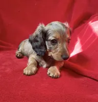 AKC female 2, a female Miniature Dachshund for sale in Grovetown, GA – 7 of 8
