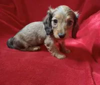AKC female 2, a female Miniature Dachshund for sale in Grovetown, GA – 5 of 8