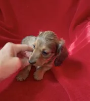 AKC female 2, a female Miniature Dachshund for sale in Grovetown, GA – 6 of 8
