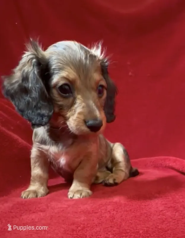 AKC female 2 – Miniature Dachshund puppy for sale in Grovetown, GA